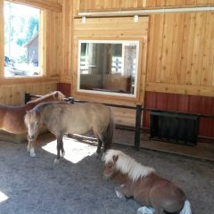 The residents | Custom Timber Frame Miniature Horse Barn | Handcrafted Wood LLC